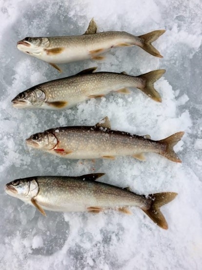 Colorado Fishing Tournaments Blue Mesa Reservoir Lake Trout Crested