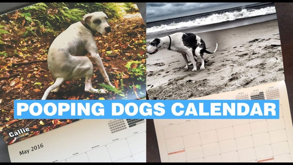 How To Change A Dogs Pooping Schedule