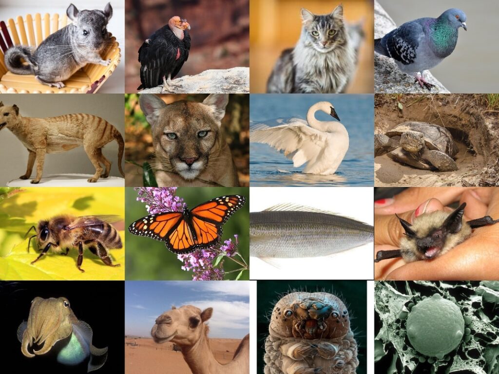 March Mammal Madness DELUCA BIOLOGY