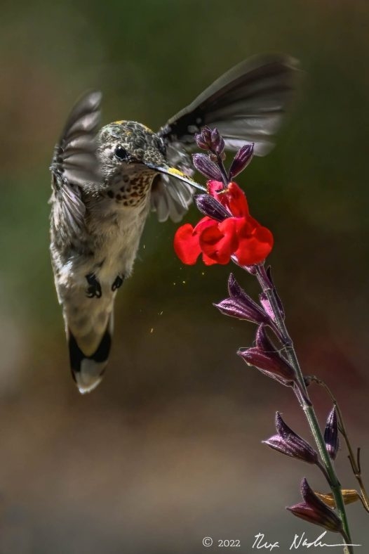 Sierra Club Desk Calendar 2025 Johna Karmen